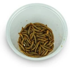 Josh's Frogs Juvenile Leopard Gecko Feeder Bundle -Pet Supplies Store 748998 PT4. AC SS1800 V1672160366