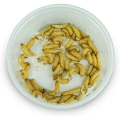Josh's Frogs Juvenile Leopard Gecko Feeder Bundle -Pet Supplies Store 748998 PT8. AC SS1800 V1672171394
