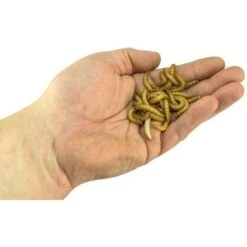 Josh's Frogs Adult Leopard Gecko Feeder Bundle -Pet Supplies Store 749014 PT3. AC SS1800 V1672163475