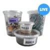 Josh's Frogs Adult Bearded Dragon Feeder Bundle -Pet Supplies Store 749030 MAIN. AC SS1800 V1678029254