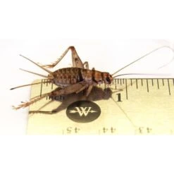 Josh's Frogs Adult Bearded Dragon Feeder Bundle -Pet Supplies Store 749030 PT4. AC SS1800 V1672170084