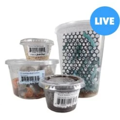 Josh's Frogs Juvenile Bearded Dragon Feeder Bundle