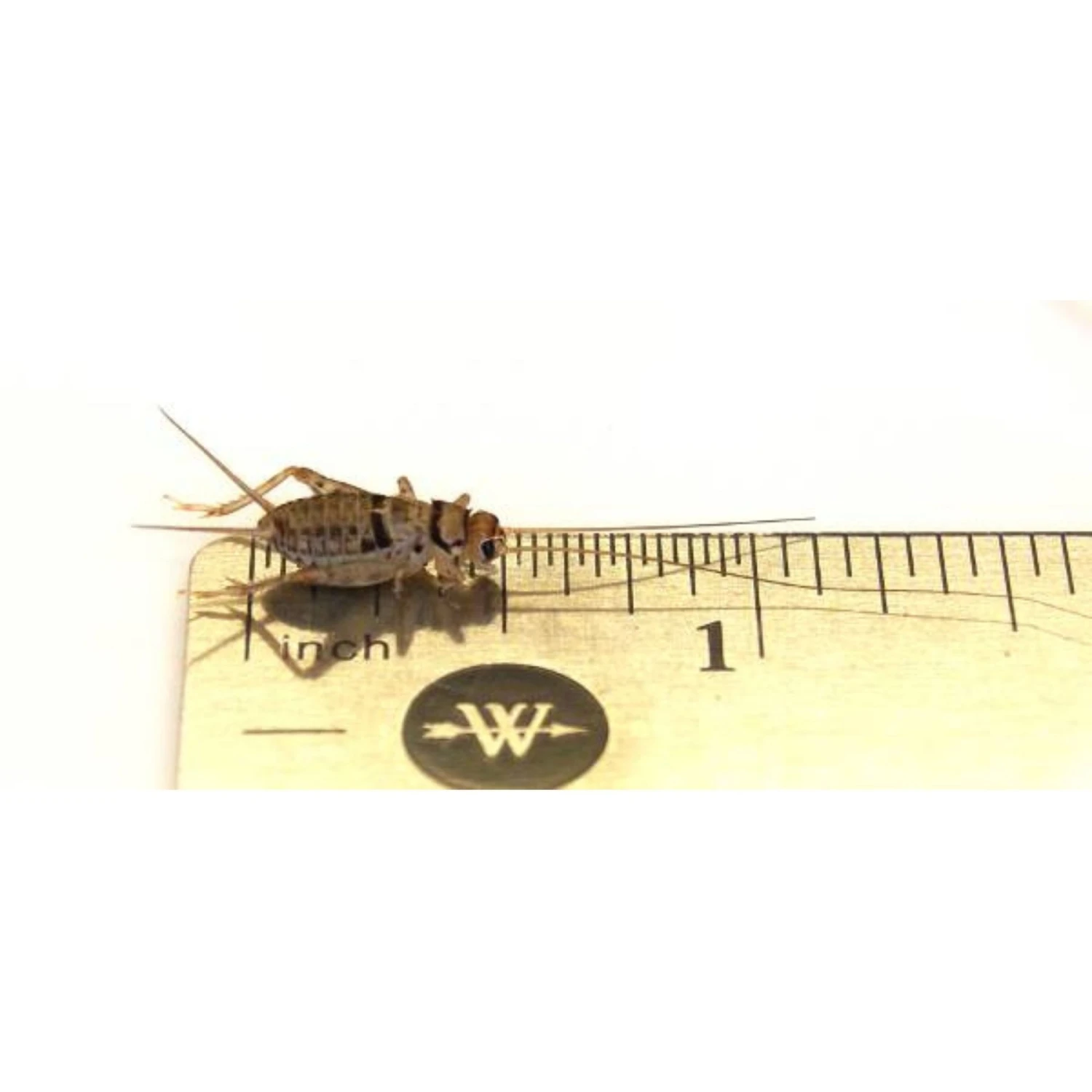 Josh's Frogs Juvenile Bearded Dragon Feeder Bundle 5 Josh's Frogs Juvenile Bearded Dragon Feeder Bundle - Image 3