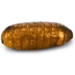 Josh's Frogs Chameleon Feeder Bundle -Pet Supplies Store 749078 PT7. AC SS1800 V1672170139