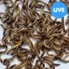 ABDragons Live Superworms Reptile, Bird, Fish & Small Pet Food 2 ABDragons Live Superworms Reptile, Bird, Fish & Small Pet Food -Pet Supplies Store 757046 MAIN. AC SS1800 V1696360823