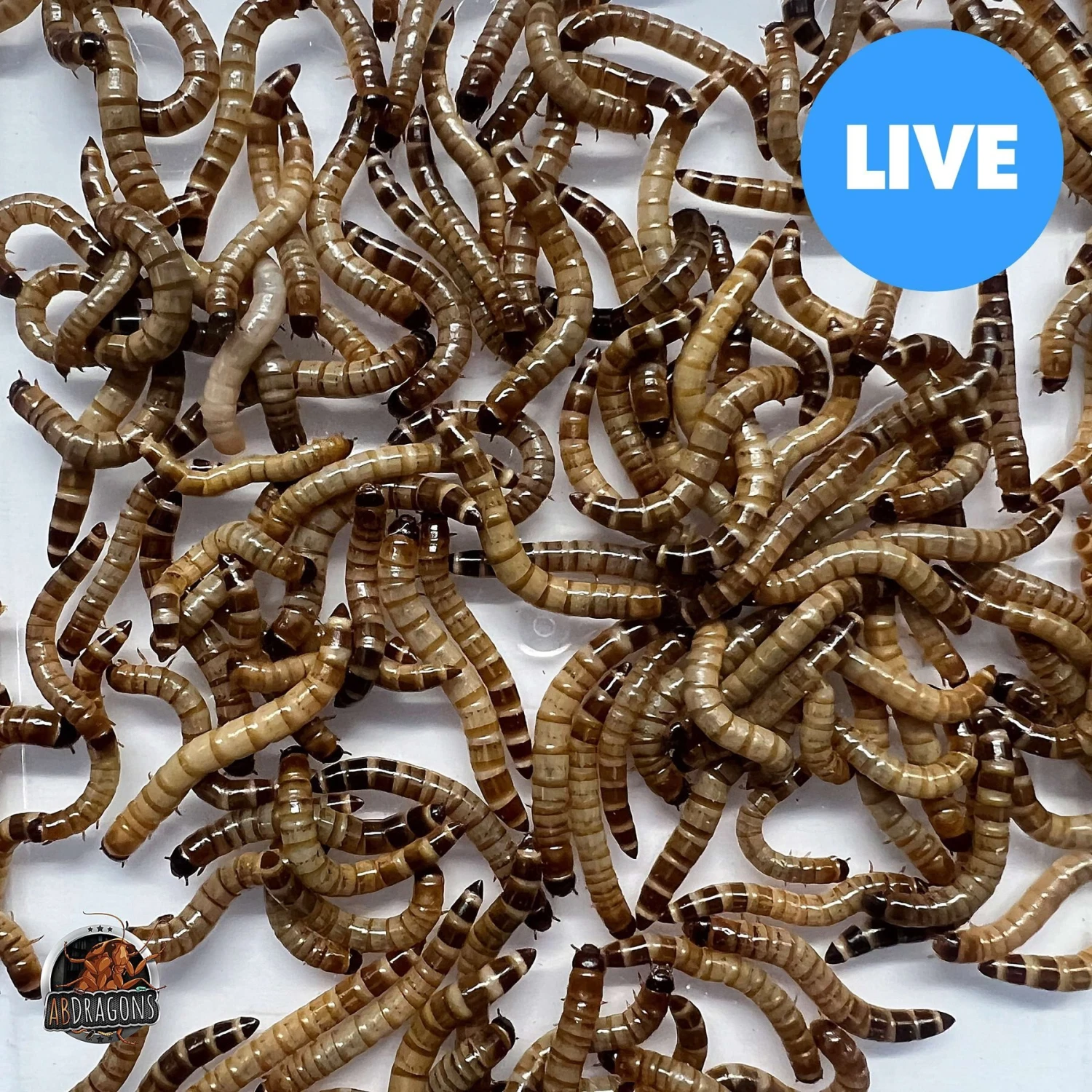 ABDragons Live Superworms Reptile, Bird, Fish & Small Pet Food 3 ABDragons Live Superworms Reptile, Bird, Fish & Small Pet Food