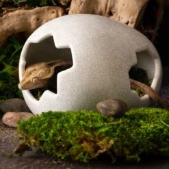 Galapagos Ceramic Egg Reptile Hideout, White, Medium, 6.3x5.12-in 10 Galapagos Ceramic Egg Reptile Hideout, White, Medium, 6.3x5.12-in -Pet Supplies Store 864582 PT2. AC SS1800 V1685497357