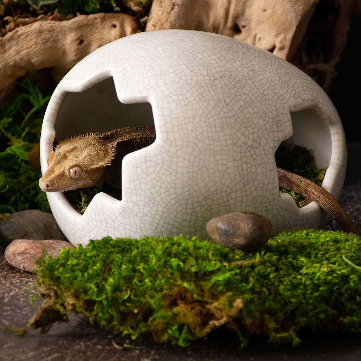 Galapagos Ceramic Egg Reptile Hideout, White, Medium, 6.3x5.12-in 5 Galapagos Ceramic Egg Reptile Hideout, White, Medium, 6.3x5.12-in - Image 3