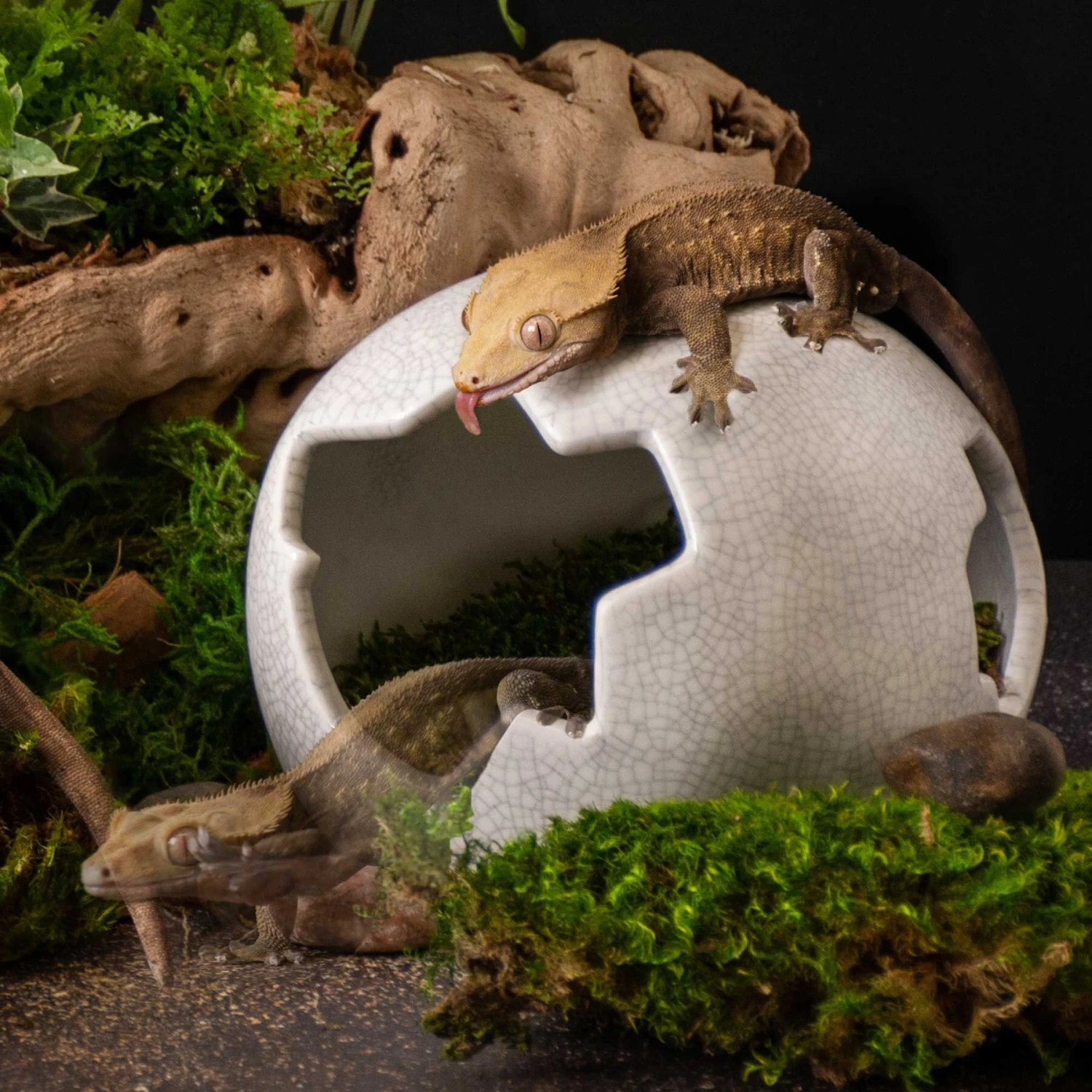 Galapagos Ceramic Egg Reptile Hideout, White, Medium, 6.3x5.12-in 7 Galapagos Ceramic Egg Reptile Hideout, White, Medium, 6.3x5.12-in - Image 5