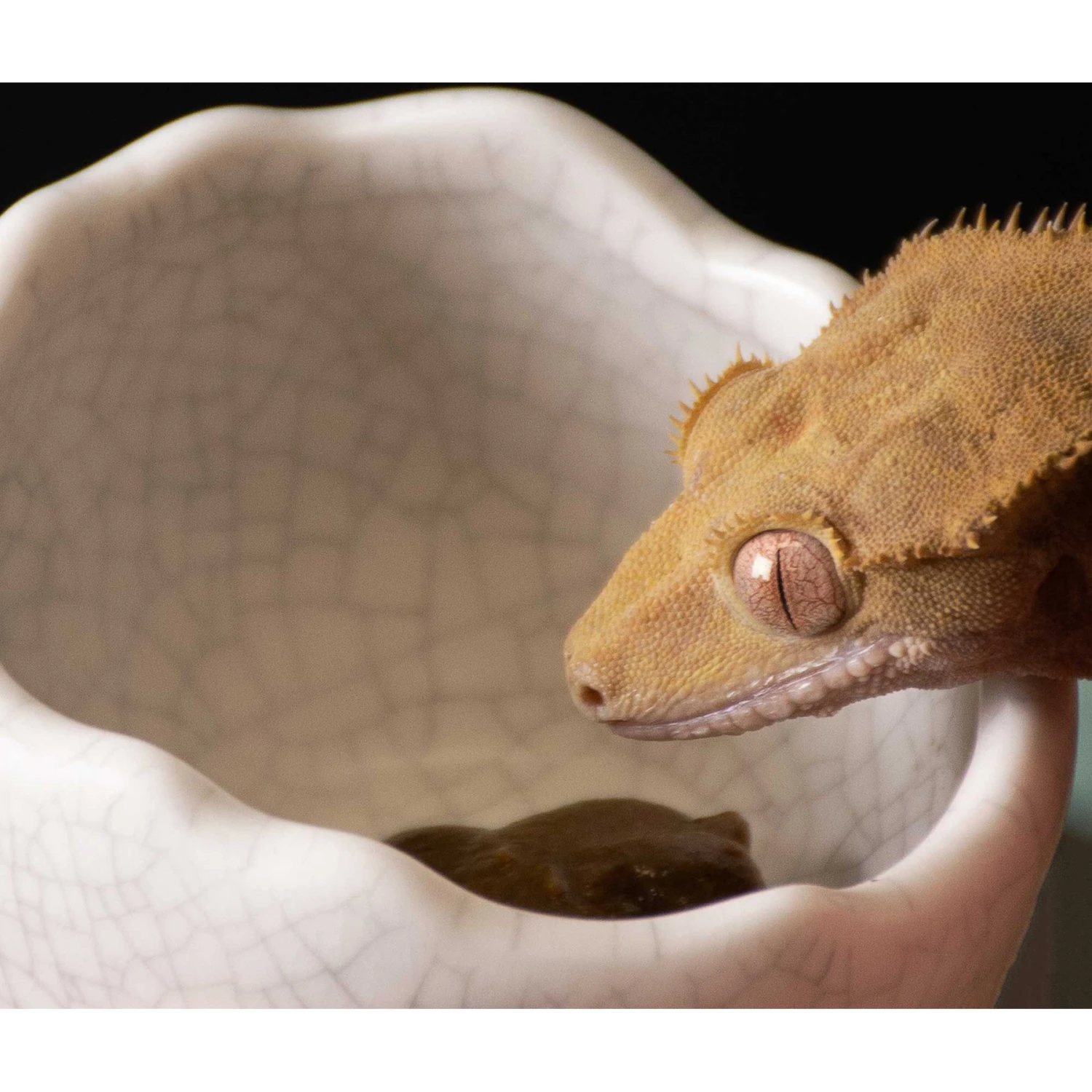 Galapagos Ceramic Egg Reptile Bowl, White 4 Galapagos Ceramic Egg Reptile Bowl, White - Image 2
