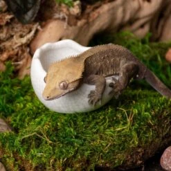 Galapagos Ceramic Egg Reptile Bowl, White 8 Galapagos Ceramic Egg Reptile Bowl, White -Pet Supplies Store 864598 PT2. AC SS1800 V1685525160