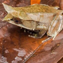 Galapagos Live Oak Leaves Reptile Litter, Natural, 4-qt -Pet Supplies Store 868142 PT2. AC SS1800 V1688153561