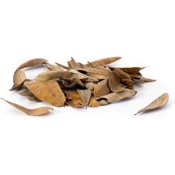 Galapagos Live Oak Leaves Reptile Litter, Natural, 4-qt -Pet Supplies Store 868142 PT3. AC SS1800 V1688153561