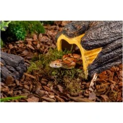 Exo Terra Wet Log Reptile Waterer -Pet Supplies Store 892470 PT3. AC SS1800 V1688757250