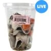 Josh's Frogs Gutloaded Banded Crickets Live Feed Reptile Food, 1-in, 60 Count -Pet Supplies Store 927838 MAIN. AC SS1800 V1692711978