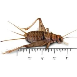 Josh's Frogs Gutloaded Banded Crickets Live Feed Reptile Food, 1-in, 60 Count -Pet Supplies Store 927838 PT3. AC SS1800 V1692301419