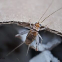 Josh's Frogs Large Adult Banded Crickets Live Feed Reptile Food, 1-in -Pet Supplies Store 927878 PT6. AC SS1800 V1692301820