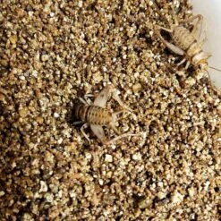 Josh's Frogs Large Adult Banded Crickets Live Feed Reptile Food, 1-in -Pet Supplies Store 927878 PT8. AC SS1800 V1692298838