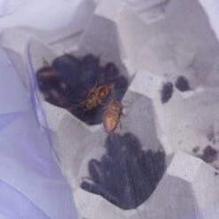 Josh's Frogs Medium Orange Head Roaches Live Feed Reptile Food, 1/2 To 3/4-in -Pet Supplies Store 927926 PT2. AC SS1800 V1692301760