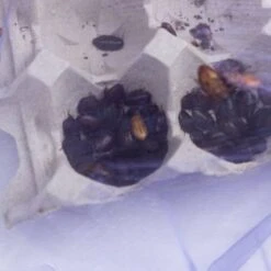 Josh's Frogs Medium Orange Head Roaches Live Feed Reptile Food, 1/2 To 3/4-in -Pet Supplies Store 927926 PT3. AC SS1800 V1692300287