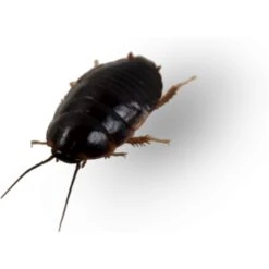 Josh's Frogs Medium Orange Head Roaches Live Feed Reptile Food, 1/2 To 3/4-in -Pet Supplies Store 927926 PT4. AC SS1800 V1692298868