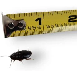 Josh's Frogs Medium Orange Head Roaches Live Feed Reptile Food, 1/2 To 3/4-in -Pet Supplies Store 927926 PT5. AC SS1800 V1692296373