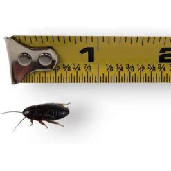 Josh's Frogs Medium Orange Head Roaches Live Feed Reptile Food, 1/2 To 3/4-in -Pet Supplies Store 927926 PT6. AC SS1800 V1692301450