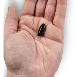 Josh's Frogs Medium Orange Head Roaches Live Feed Reptile Food, 1/2 To 3/4-in -Pet Supplies Store 927926 PT7. AC SS1800 V1692301794