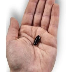 Josh's Frogs Medium Orange Head Roaches Live Feed Reptile Food, 1/2 To 3/4-in -Pet Supplies Store 927926 PT8. AC SS1800 V1692298814