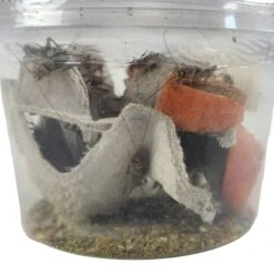 Josh's Frogs Gutloaded Banded Crickets Live Feed Reptile Food, 1/2-in, 72 Count -Pet Supplies Store 927982 PT4. AC SS1800 V1692298840