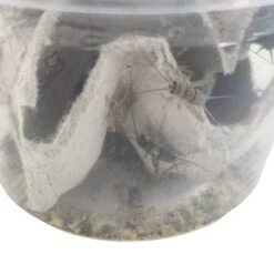 Josh's Frogs Gutloaded Banded Crickets Live Feed Reptile Food, 1/2-in, 72 Count -Pet Supplies Store 927982 PT5. AC SS1800 V1692296316