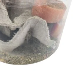 Josh's Frogs Gutloaded Banded Crickets Live Feed Reptile Food, 1/2-in, 72 Count -Pet Supplies Store 927982 PT6. AC SS1800 V1692304280