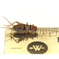 Josh's Frogs Gutloaded Banded Crickets Live Feed Reptile Food, 1/2-in, 72 Count -Pet Supplies Store 927982 PT7. AC SS1800 V1692300998