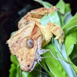 Josh's Frogs Gutloaded Banded Crickets Live Feed Reptile Food, 1/2-in, 72 Count -Pet Supplies Store 927982 PT8. AC SS1800 V1692299454