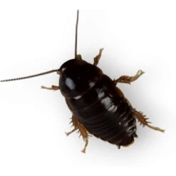 Josh's Frogs Small Orange Head Roaches Live Feed Reptile Food, 1/4 To 1/2-in -Pet Supplies Store 927998 PT2. AC SS1800 V1692300973