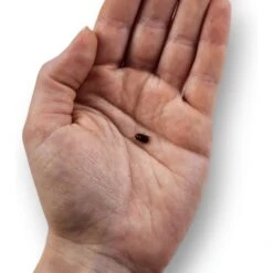 Josh's Frogs Small Orange Head Roaches Live Feed Reptile Food, 1/4 To 1/2-in -Pet Supplies Store 927998 PT3. AC SS1800 V1692294419