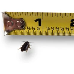 Josh's Frogs Small Orange Head Roaches Live Feed Reptile Food, 1/4 To 1/2-in -Pet Supplies Store 927998 PT4. AC SS1800 V1692298839