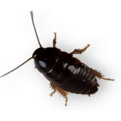 Josh's Frogs Small Orange Head Roaches Live Feed Reptile Food, 1/4 To 1/2-in -Pet Supplies Store 927998 PT5. AC SS1800 V1692301451