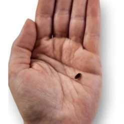 Josh's Frogs Small Orange Head Roaches Live Feed Reptile Food, 1/4 To 1/2-in -Pet Supplies Store 927998 PT6. AC SS1800 V1692296376