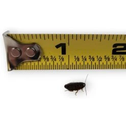 Josh's Frogs Small Orange Head Roaches Live Feed Reptile Food, 1/4 To 1/2-in -Pet Supplies Store 927998 PT7. AC SS1800 V1692299400