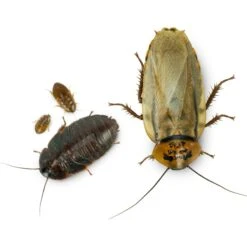 Josh's Frogs Small Orange Head Roaches Live Feed Reptile Food, 1/4 To 1/2-in -Pet Supplies Store 927998 PT8. AC SS1800 V1692304280