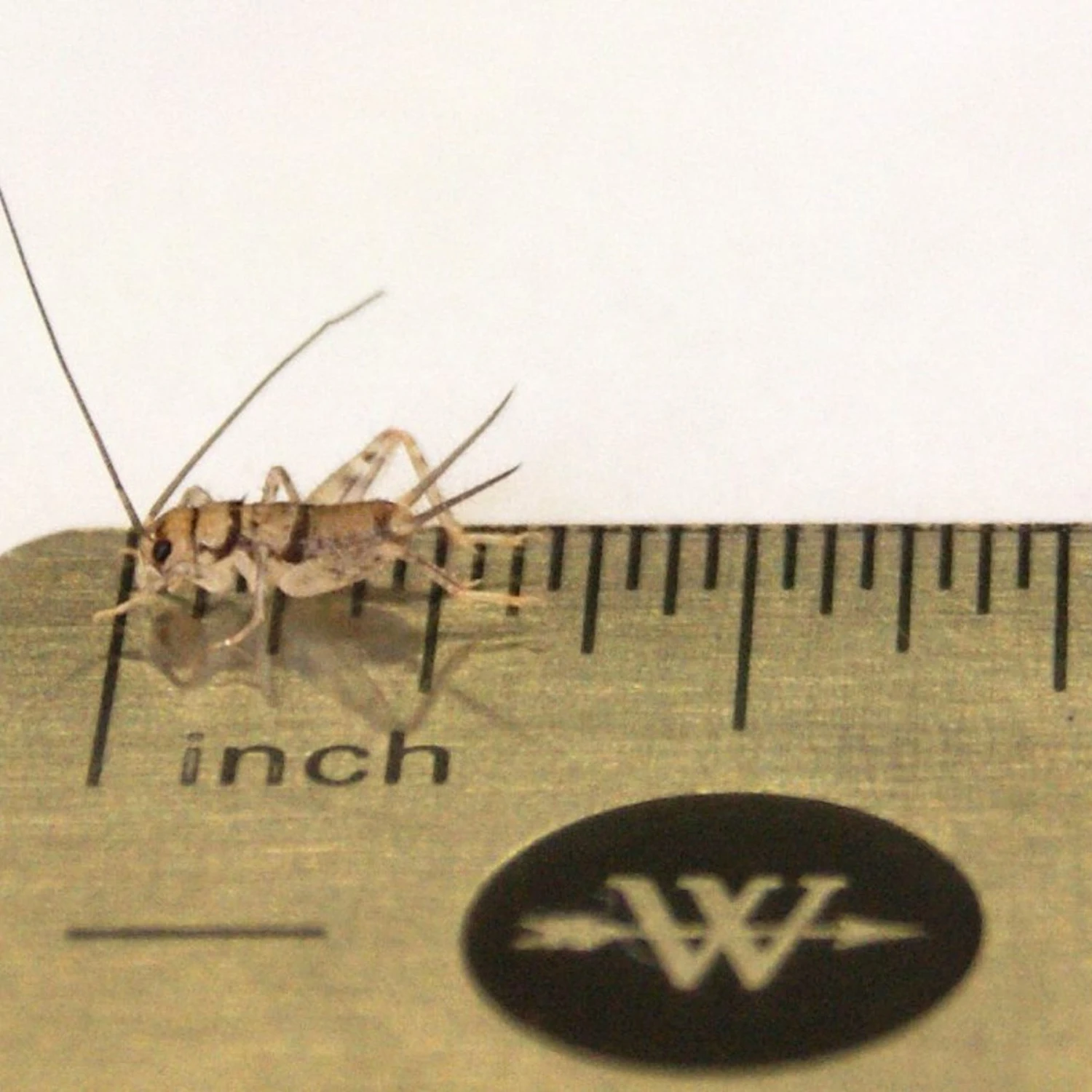 Josh's Frogs Gutloaded Banded Crickets Live Feed Reptile Food, 1/4-in, 120 Count 6 Josh's Frogs Gutloaded Banded Crickets Live Feed Reptile Food, 1/4-in, 120 Count - Image 4