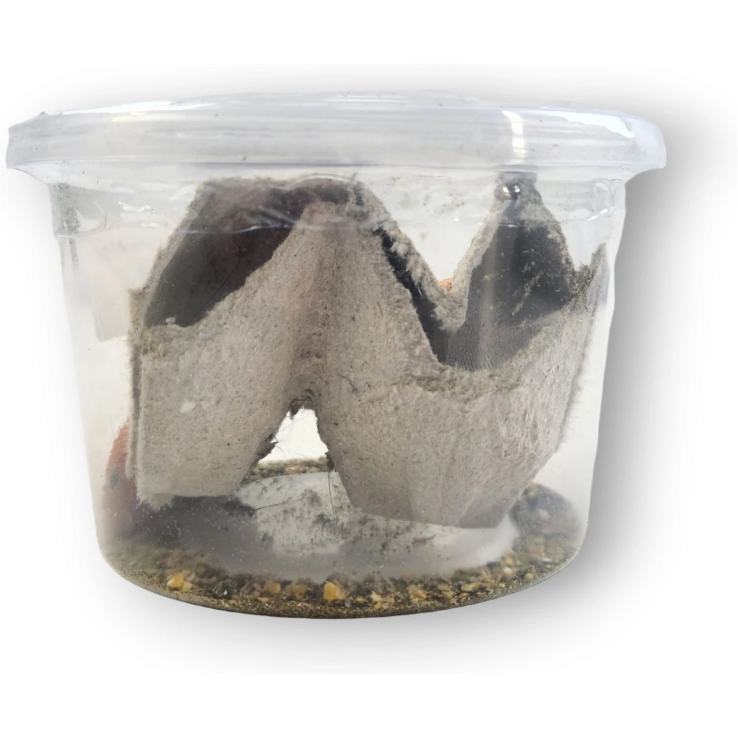 Josh's Frogs Gutloaded Banded Crickets Live Feed Reptile Food, 1/4-in, 120 Count 8 Josh's Frogs Gutloaded Banded Crickets Live Feed Reptile Food, 1/4-in, 120 Count - Image 6