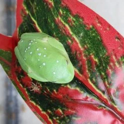 Josh's Frogs Gutloaded Banded Crickets Live Feed Reptile Food, 1/4-in, 120 Count 18 Josh's Frogs Gutloaded Banded Crickets Live Feed Reptile Food, 1/4-in, 120 Count -Pet Supplies Store 928062 PT7. AC SS1800 V1692299454