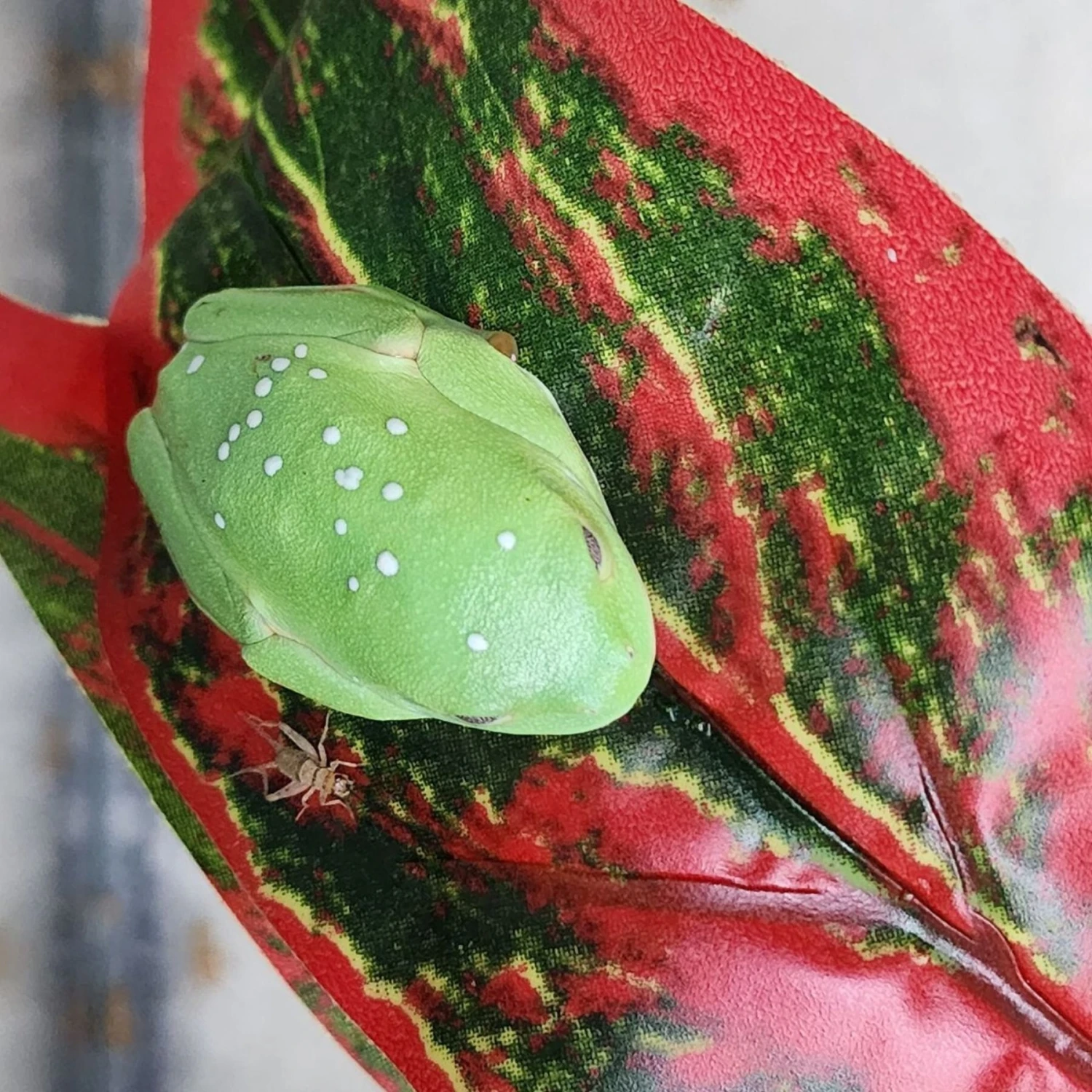 Josh's Frogs Gutloaded Banded Crickets Live Feed Reptile Food, 1/4-in, 120 Count 10 Josh's Frogs Gutloaded Banded Crickets Live Feed Reptile Food, 1/4-in, 120 Count - Image 8