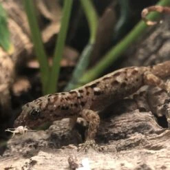 Josh's Frogs Gutloaded Banded Crickets Live Feed Reptile Food, 1/4-in, 120 Count 19 Josh's Frogs Gutloaded Banded Crickets Live Feed Reptile Food, 1/4-in, 120 Count -Pet Supplies Store 928062 PT8. AC SS1800 V1692300997