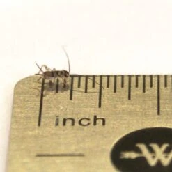 Josh's Frogs Banded Crickets Live Feed Reptile Food, 1/8-in -Pet Supplies Store 928078 PT2. AC SS1800 V1692298808