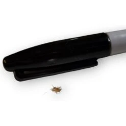 Josh's Frogs Banded Crickets Live Feed Reptile Food, 1/8-in -Pet Supplies Store 928078 PT5. AC SS1800 V1692294421