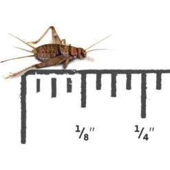 Josh's Frogs Banded Crickets Live Feed Reptile Food, 1/8-in -Pet Supplies Store 928078 PT6. AC SS1800 V1692303009