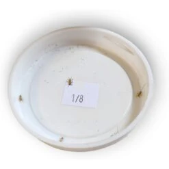 Josh's Frogs Banded Crickets Live Feed Reptile Food, 1/8-in -Pet Supplies Store 928078 PT7. AC SS1800 V1692301419